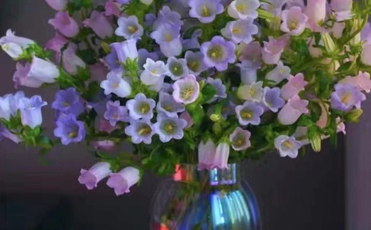 風鈴花水養方法 風鈴花水養方法