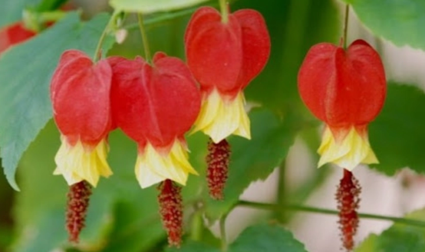 蔓性風鈴花 養護 蔓性風鈴花 養護