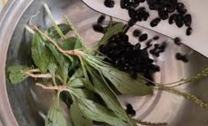 車前草煲黑豆禁忌