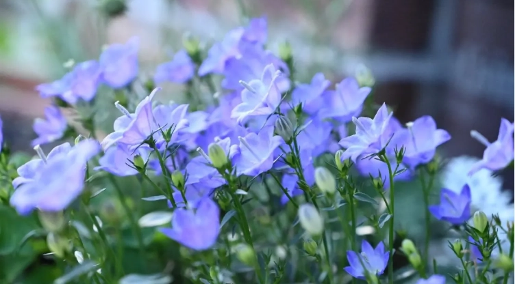 藍色風鈴草 養護