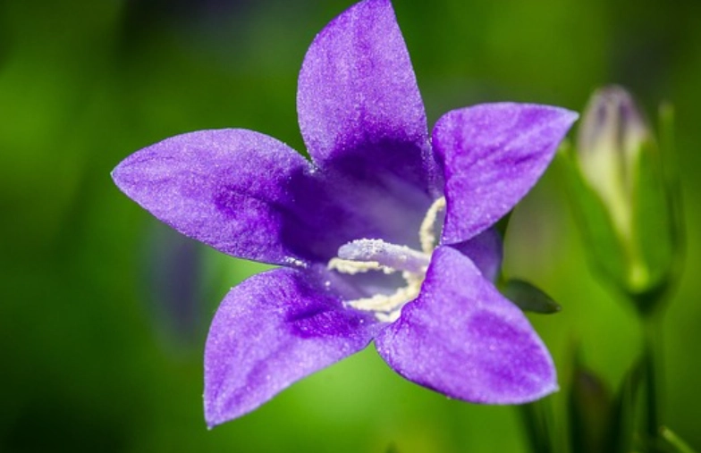 紫色風鈴花常見問題