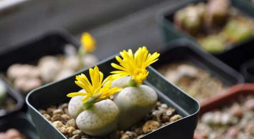 多肉植物開花條件