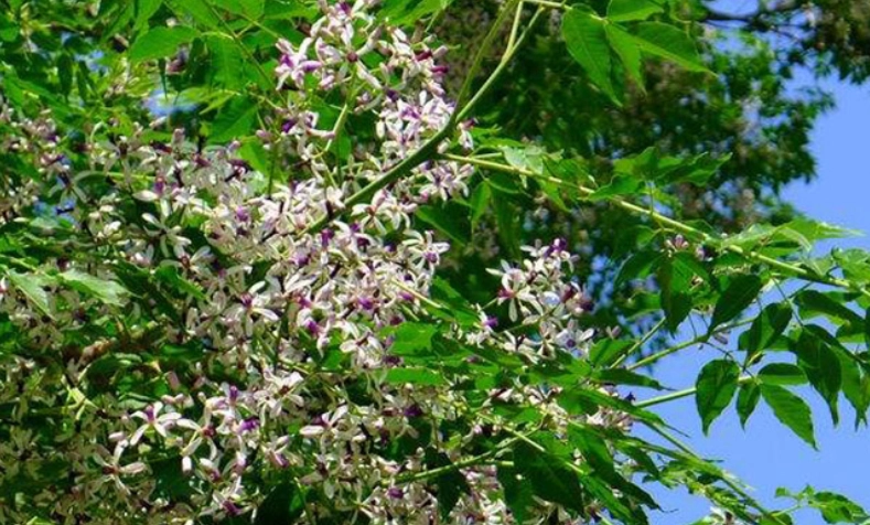 苦楝樹安全使用