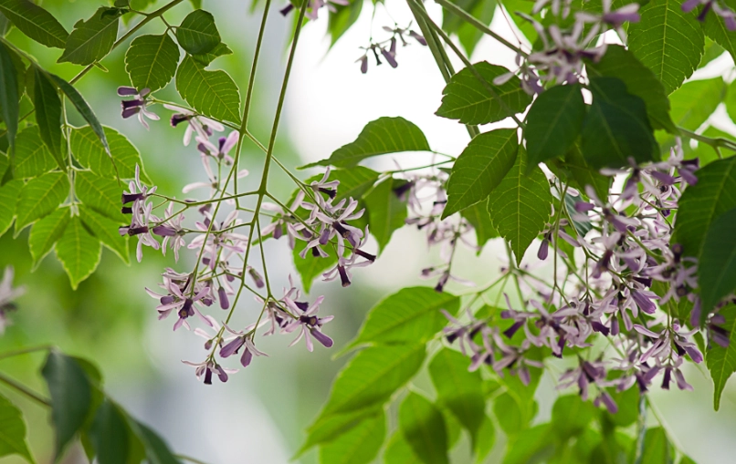 苦楝樹中毒症狀