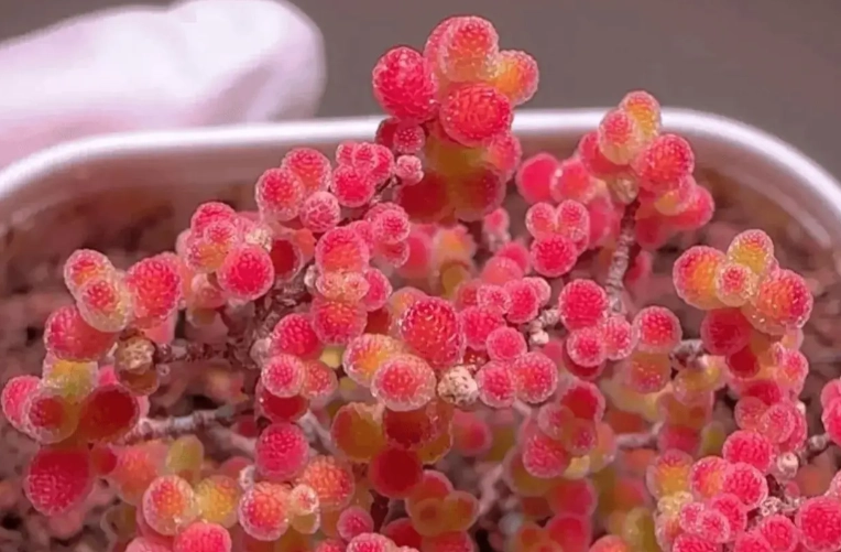 多肉植物養護方法