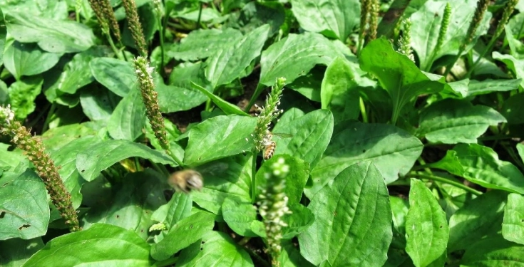 黑豆車前草利尿