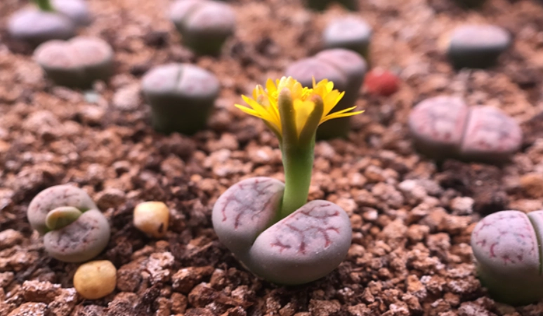 生石花分株方法