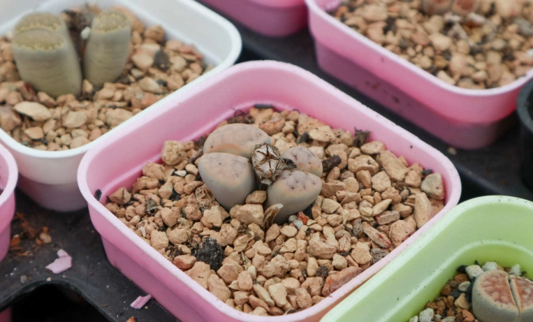 生石花種子繁殖