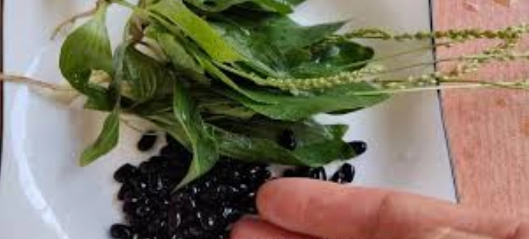 車前草煲黑豆做法