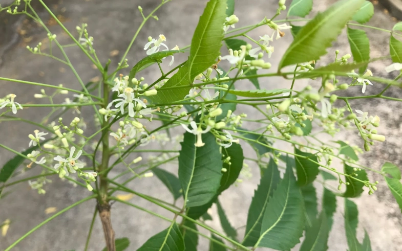 印度苦楝樹好處