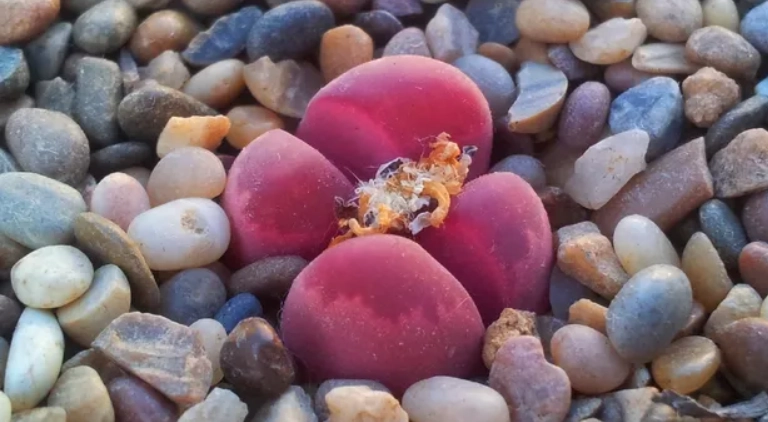 生石花養護方法