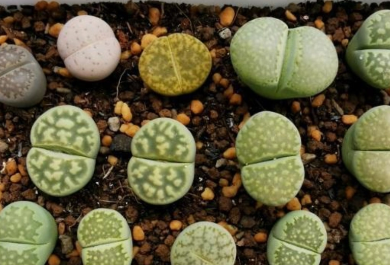 生石花常見問題