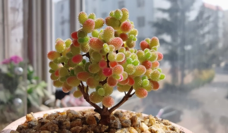 多肉植物養護方法