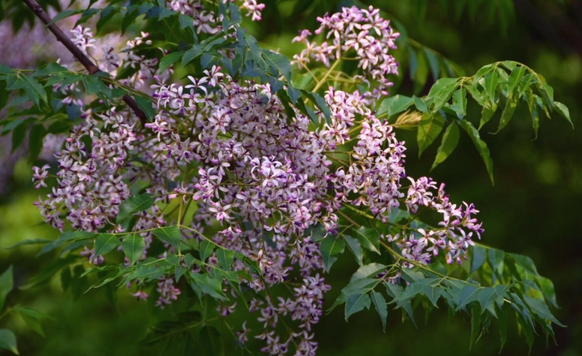 苦楝樹安全使用