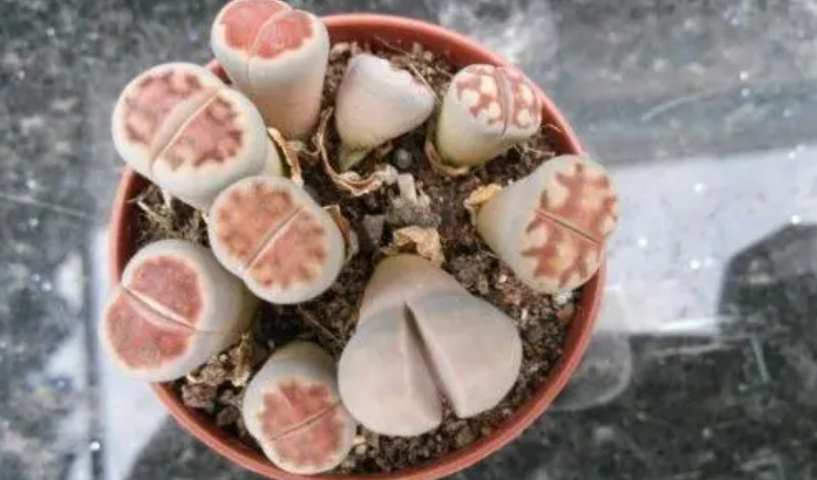 屁屁花照顧技巧