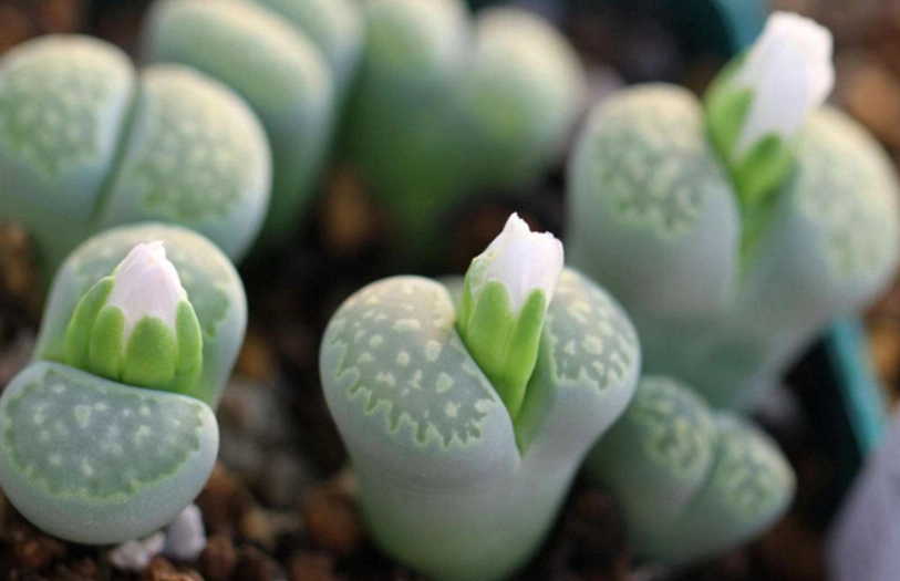 生石花分株方法