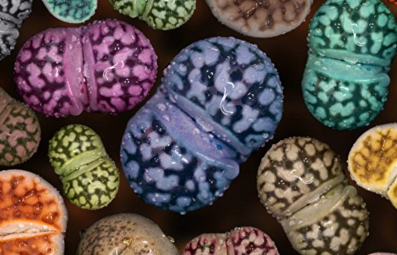 生石花養護方法