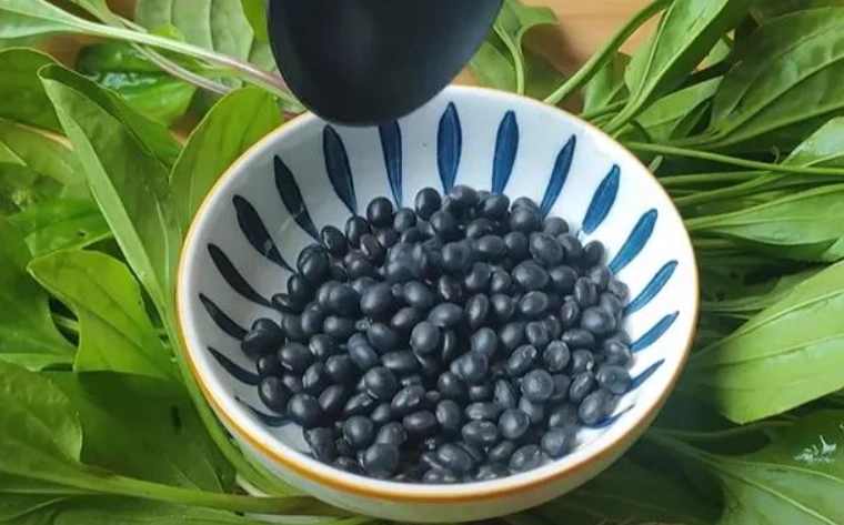 車前草黑豆湯功效