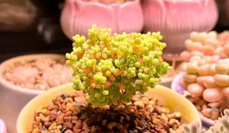 多肉植物養護方法