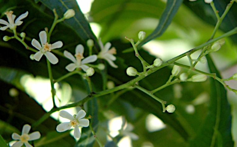 印度苦楝樹好處
