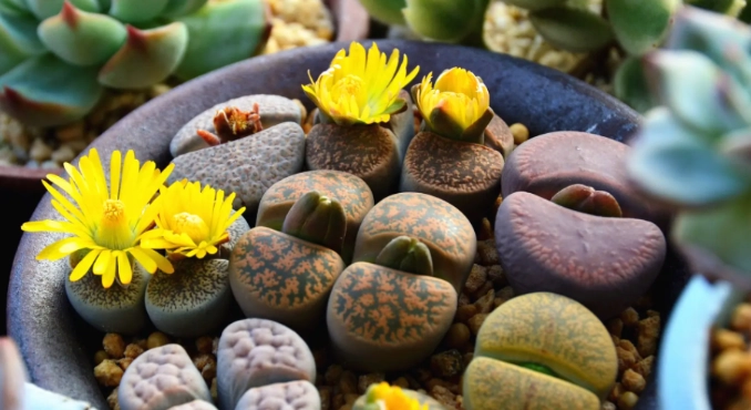 多肉植物開花條件