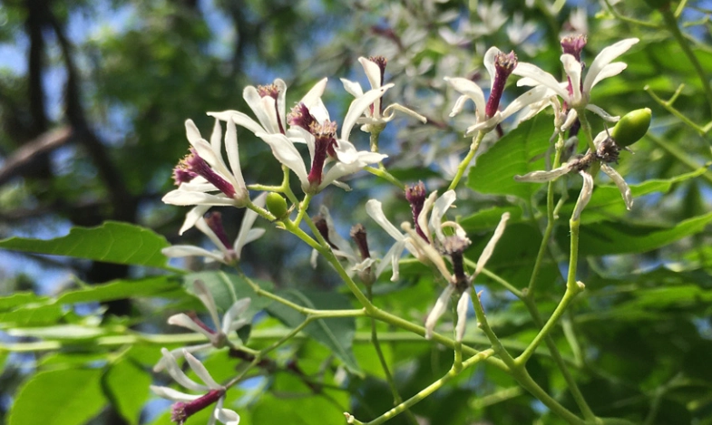 印度苦楝樹使用