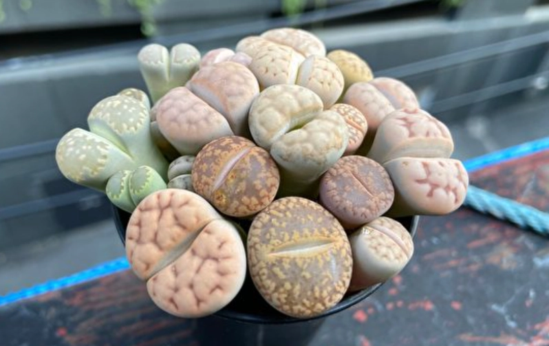 生石花常見問題