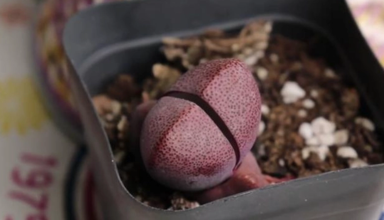 屁屁花照顧技巧