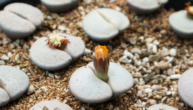 生石花養護方法