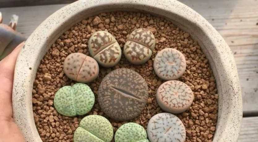 屁屁花种植方法