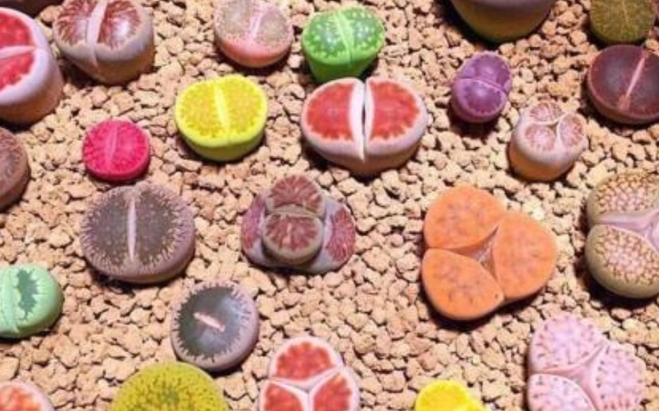 生石花分株方法