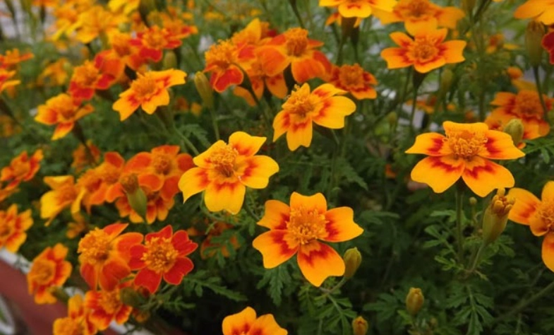 孔雀草營養價值