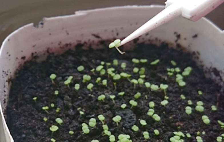 番杏種子播種方法