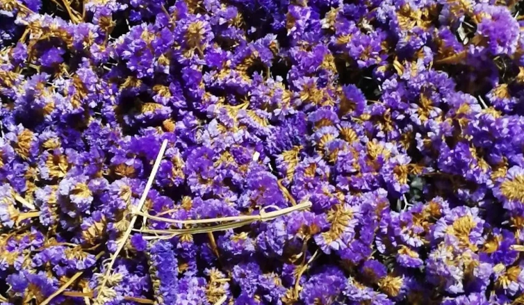 台灣星辰花地點