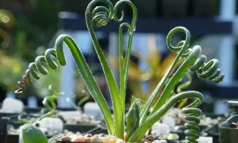 毛葉彈簧草問題