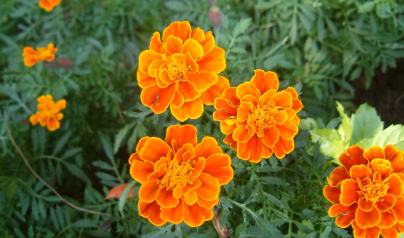 孔雀草食用安全