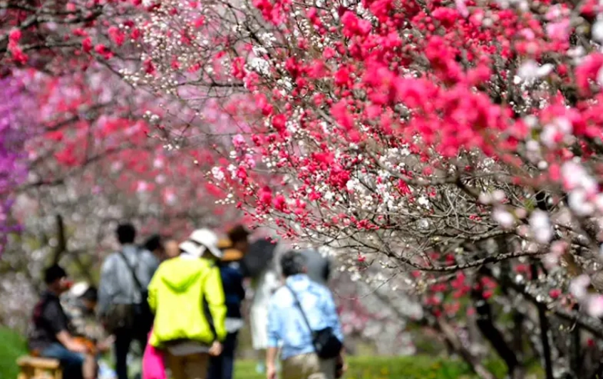 福岡賞櫻最佳時間