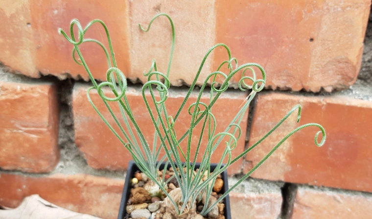 毛葉彈簧草問題