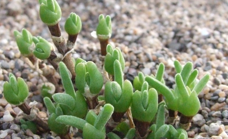 多肉植物種子養護