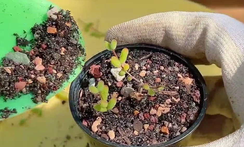 多肉植物種子養護