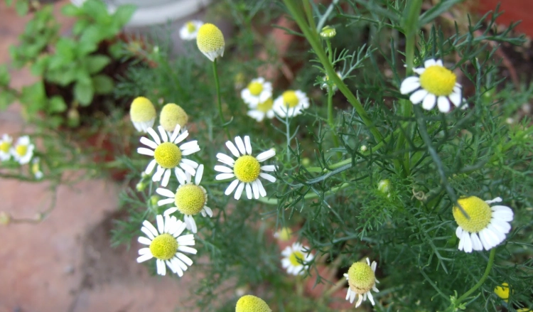 洋甘菊照護技巧
