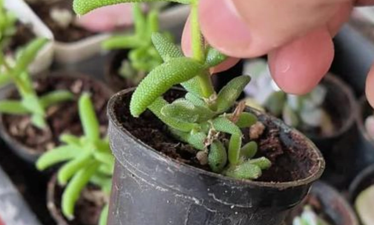 多肉植物繁殖