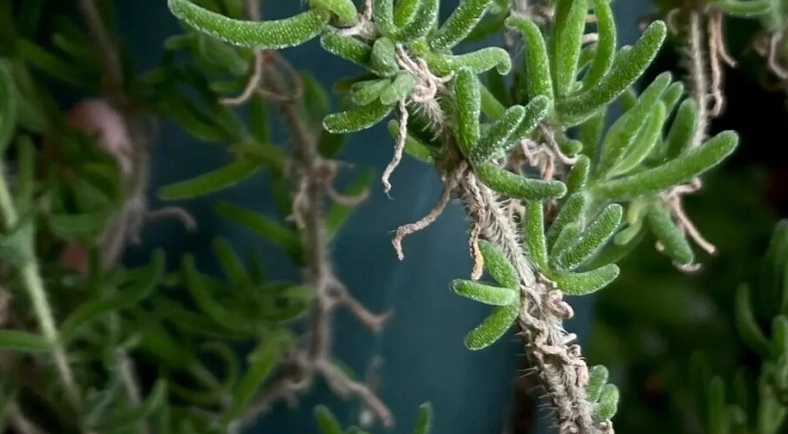 多肉植物種子養護