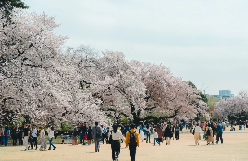 東京賞櫻最佳地點