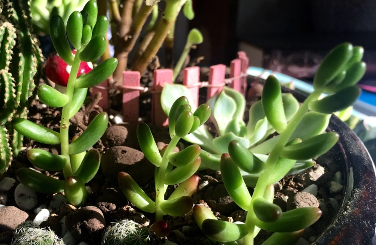 番杏種子播種方法