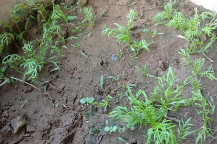 洋甘菊種植方法