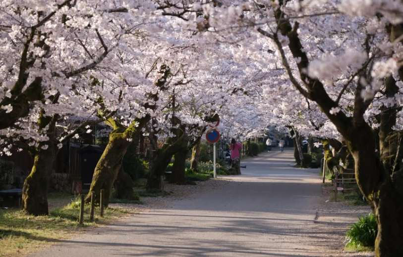 福岡櫻花景點推薦