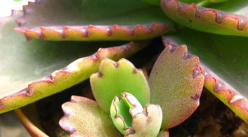 蕾絲公主花語意義