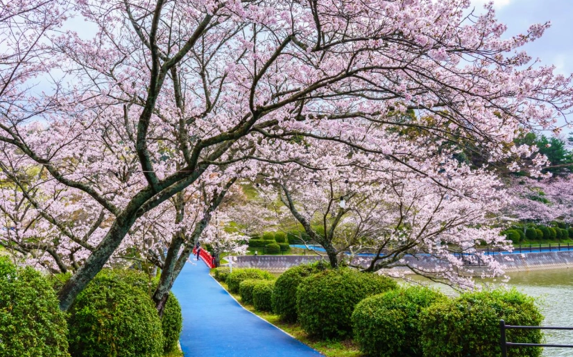 福岡櫻花景點推薦