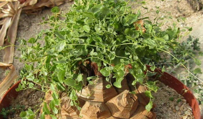 龜甲龍休眠期護理